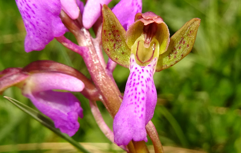 Orchis spitzelii